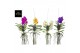 Vanda mix m 011 
