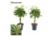 Schefflera arboricola vlecht mix (gold capella & compacta) decorum 