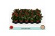 Kalanchoe bloss. rubio red double red, zonder hoes 