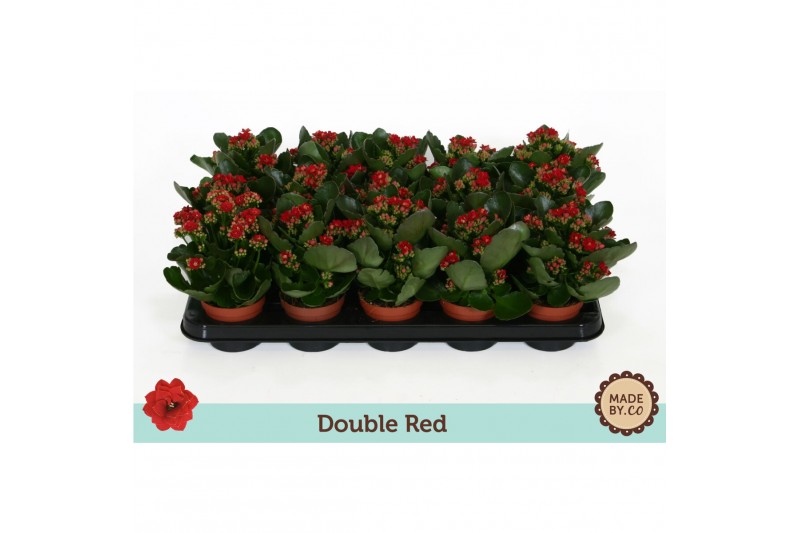 Kalanchoe bloss. rubio red double red, zonder hoes Kalanchoe bloss. rubio red double red, zonder hoes