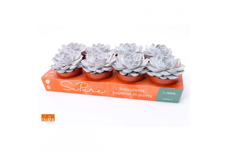 Echeveria lilacina SuPure® pearls 