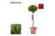 Laurus nobilis Laurus nobilis Bol op stam Cozy 5000 gram 30 cm diamete 