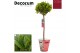 Laurus nobilis Laurus nobilis Bol op stam Cozy 5000 gram 30 cm diamete 