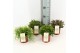 Rhipsalis mix 