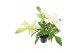 Philodendron Florida Ghost 