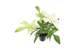 Philodendron Florida Ghost