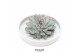 Arrangementen succulenten rootless echeveria mix in octopus bowl in bl 