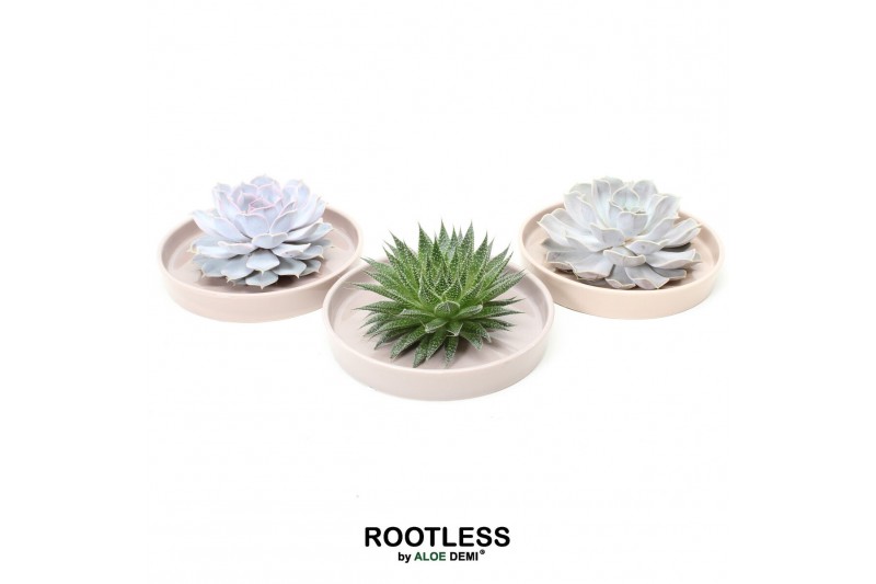 Arrangementen succulenten rootless succulent mix in springbok bowl 