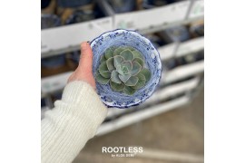 Arrangementen succulenten rootless echeveria mix in dutch delft blue b