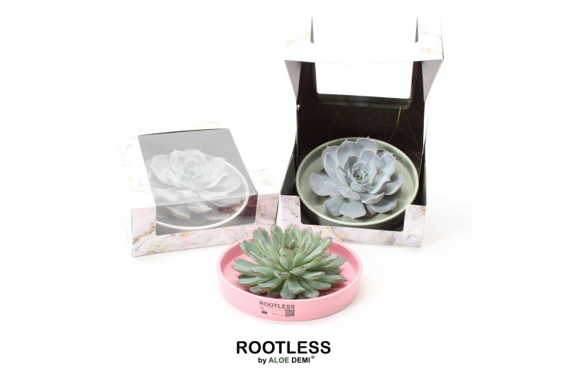 Arrangementen succulenten rootless echeveria mix in octopus bowl in ma 