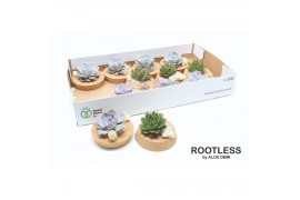 Arrangementen succulenten rootless echeveria mix in cork bowl with dec