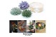 Arrangementen succulenten rootless succulent mix in kraft box diy 