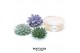 Arrangementen succulenten rootless succulent mix in kraft box diy 