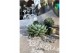 Arrangementen succulenten rootless succulent mix in kraft box diy 
