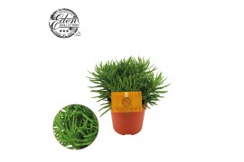 Sedum hispanicum