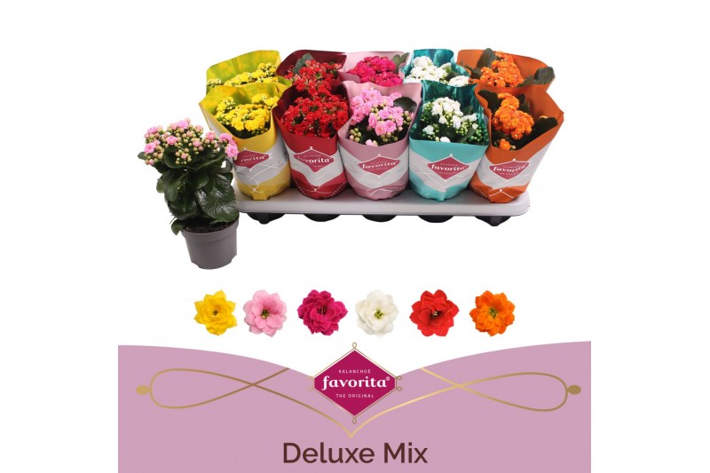 Kalanchoe perfecta mix Deluxe hoes stadium 1 