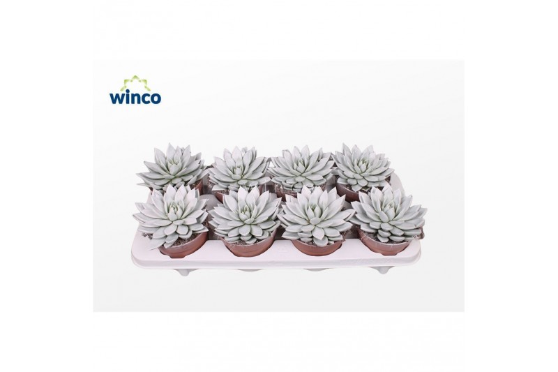 Echeveria agavoides Paint White 