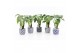 Alocasia cucullata op stam in delft blue keramiek 