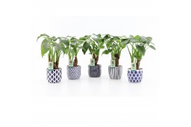Alocasia cucullata op stam in delft blue keramiek