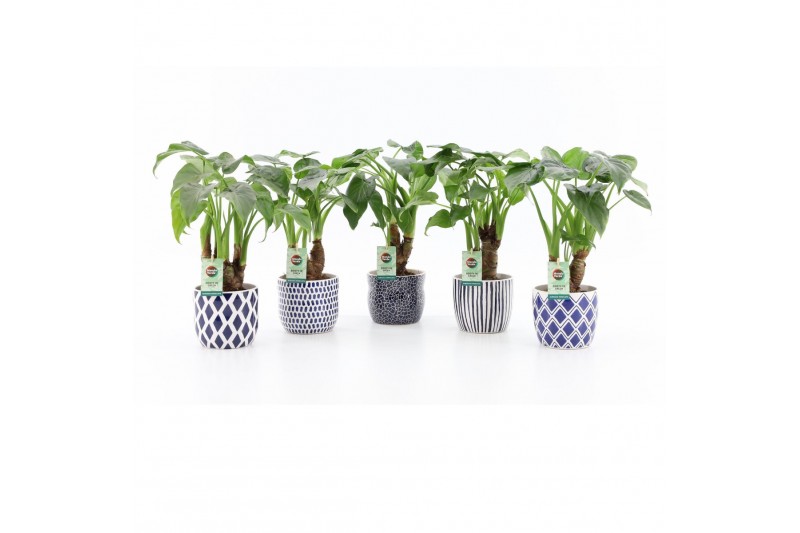 Alocasia cucullata op stam in delft blue keramiek 