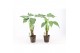 Alocasia cucullata op stam in iron-leaf 