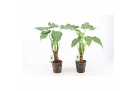 Alocasia cucullata op stam in iron-leaf