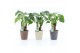 Alocasia cucullata op stam in nature keramiek 
