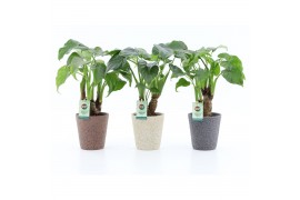 Alocasia cucullata op stam in nature keramiek