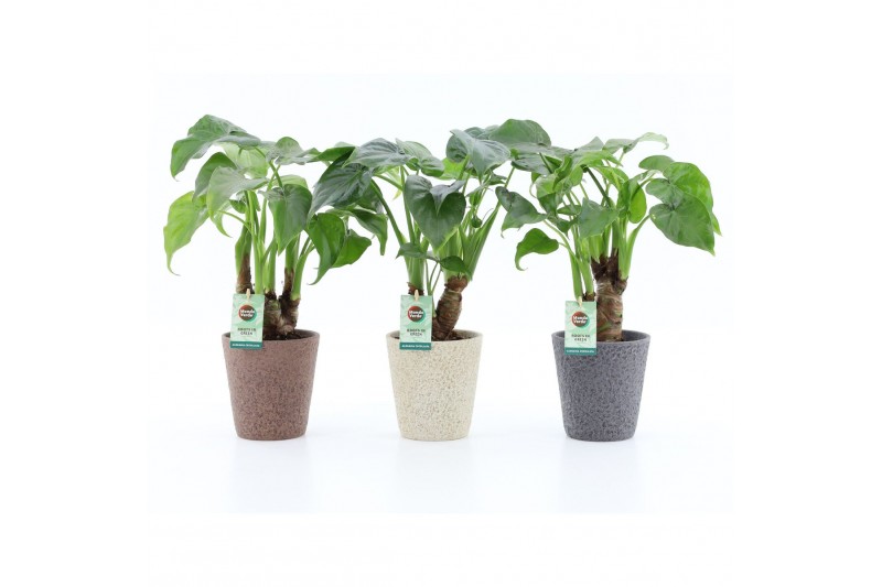 Alocasia cucullata op stam in nature keramiek 