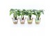 Alocasia cucullata op stam in noah mand pastel 