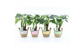 Alocasia cucullata op stam in noah mand pastel