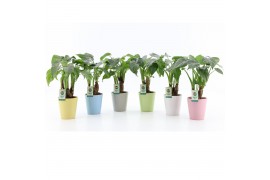 Alocasia cucullata op stam in pastel keramiek