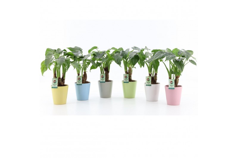 Alocasia cucullata op stam in pastel keramiek 