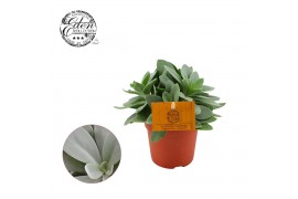 Senecio mountain fire Cephalophorus