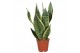 Sanseveria futura superba 