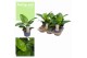 Philodendron imperial green feel green 