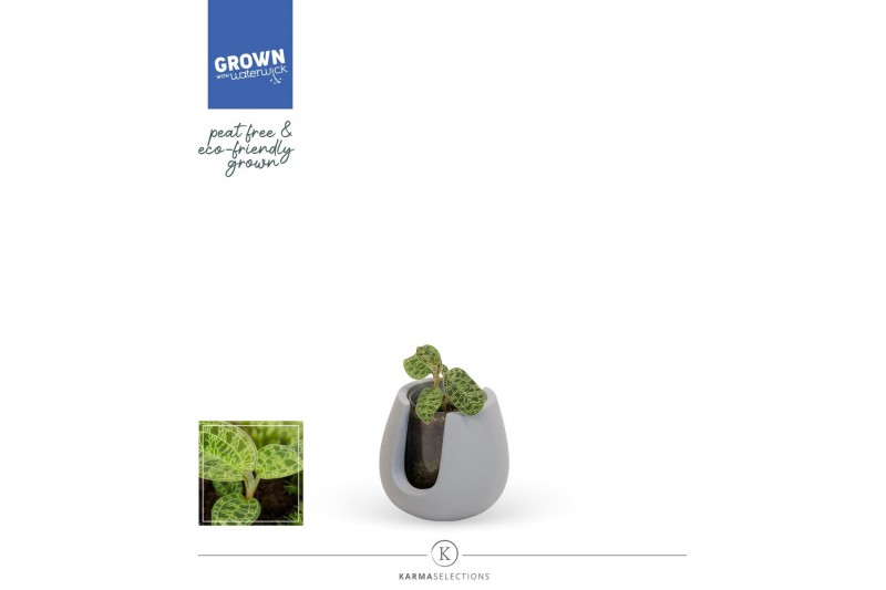 Arrangementen orchidee Jewel Orchid - KARMA Lightning Green | Quality  