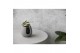 Arrangementen orchidee Jewel Orchid - KARMA Lightning Green | Quality  