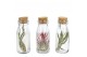 Tillandsia arrangement Tillandsia glas kurk small 1 pp 