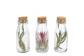 Tillandsia arrangement Tillandsia glas kurk small 1 pp
