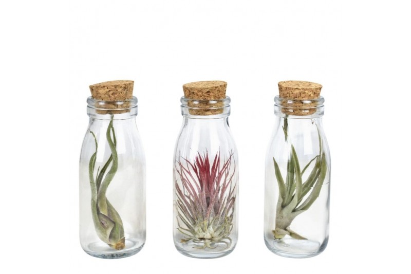Tillandsia arrangement Tillandsia glas kurk small 1 pp 