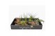 Tillandsia arrangement Tillandsia Kurkhout large 1 pp 1 bl. 
