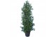 Laurus nobilis Struik 