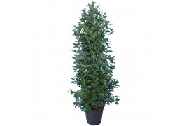 Laurus nobilis Struik