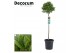 Laurus nobilis Bol op stam 35 cm diameter 