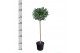 Laurus nobilis Bol op stam 35 cm diameter 