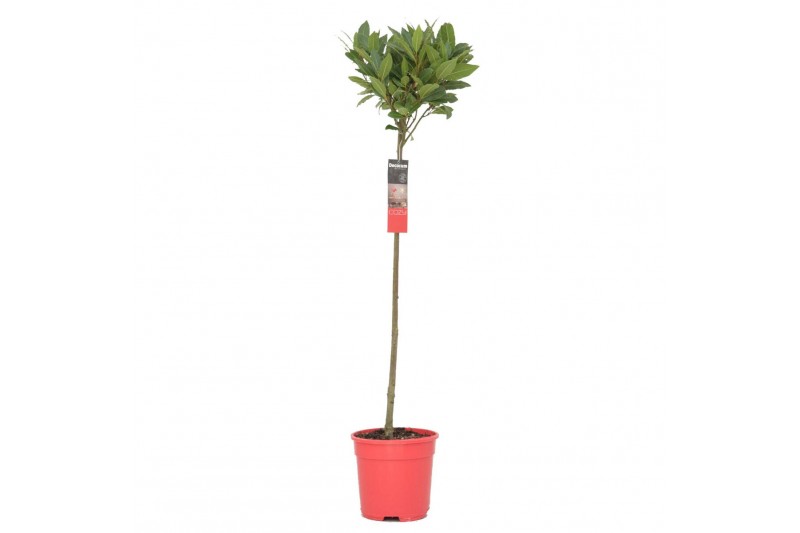 Laurus nobilis Laurus nobilis Bol op stam 25 cm diameter 5000 gram Laurus nobilis Laurus nobilis Bol op stam 25 cm diameter 5000 gram