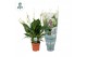 Spathiphyllum pico cupido 7+ bloem - AirSoPure hoes + etiket 