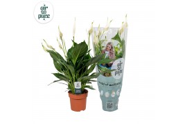 Spathiphyllum pico cupido 7+ bloem - AirSoPure hoes + etiket