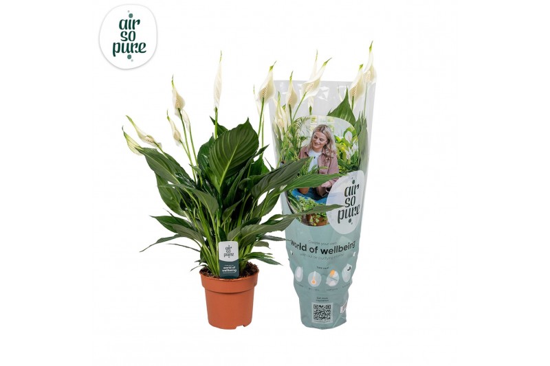 Spathiphyllum pico cupido 7+ bloem - AirSoPure hoes + etiket 